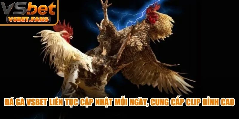 Đá gà VSBET liên tục cập nhật mỗi ngày, cung cấp những clip đỉnh cao