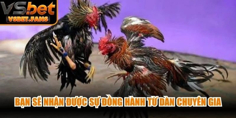 Bạn sẽ nhận được sự đồng hành từ dàn chuyên gia dự đoán kèo chọi