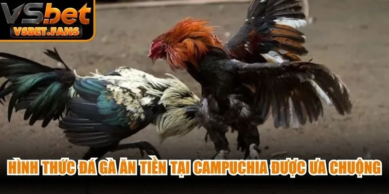 Hình thức đá gà ăn tiền tại Campuchia rất được ưa chuộng, phổ biến
